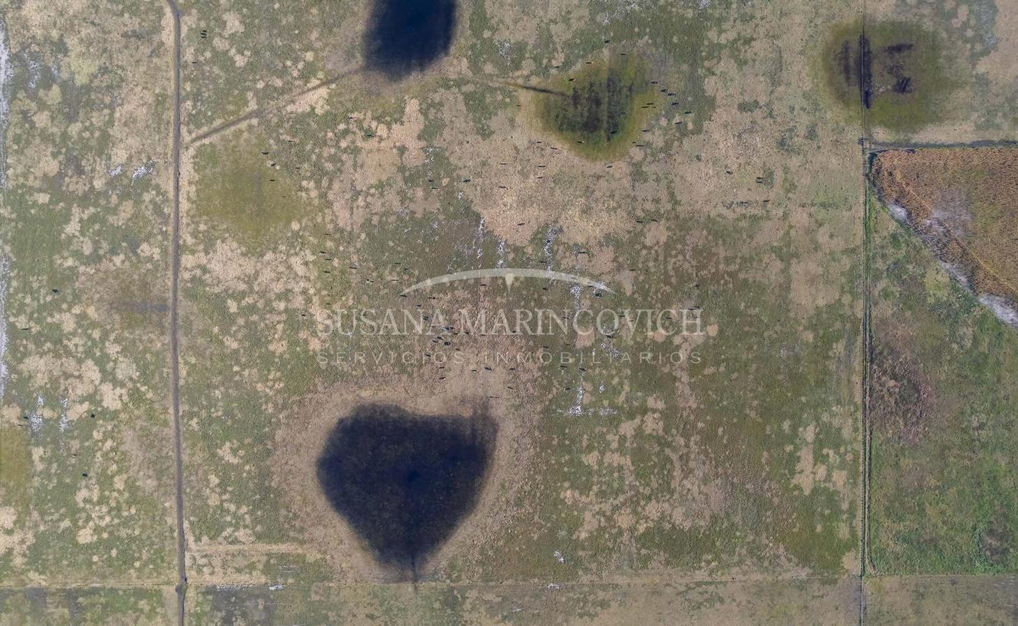 Foto de Campo en venta en Saladillo Provincia de Buenos Aires, imagen 5