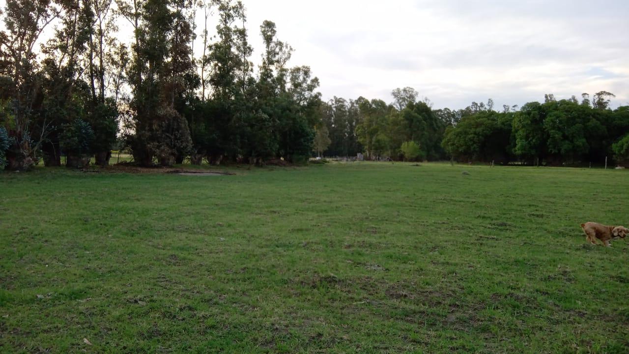 Foto de QUINTA EN VENTA EN ORENSE | 17.500 m², imagen 2