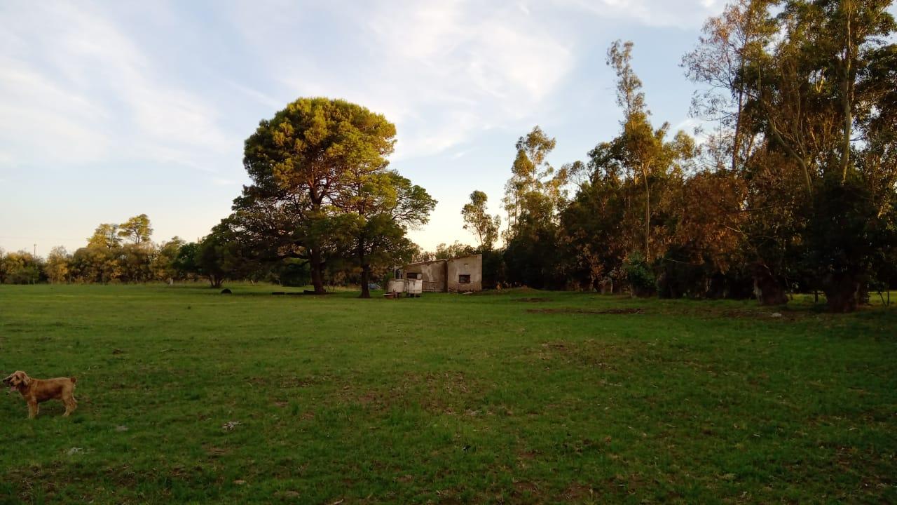 Foto de QUINTA EN VENTA EN ORENSE | 17.500 m², imagen 3