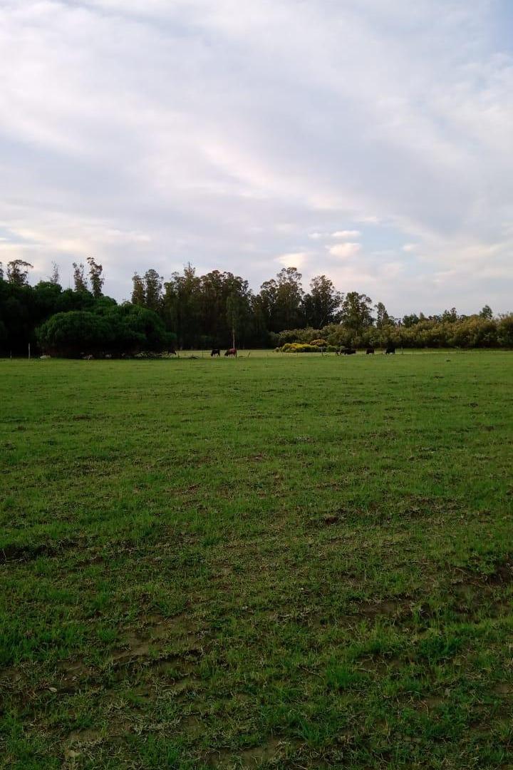 Foto de QUINTA EN VENTA EN ORENSE | 17.500 m², imagen 4