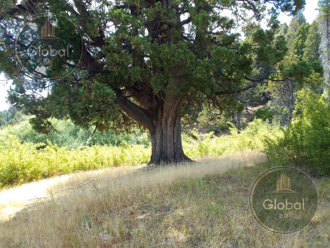 Foto de Chacra en Cholila - Chubut -, imagen 2