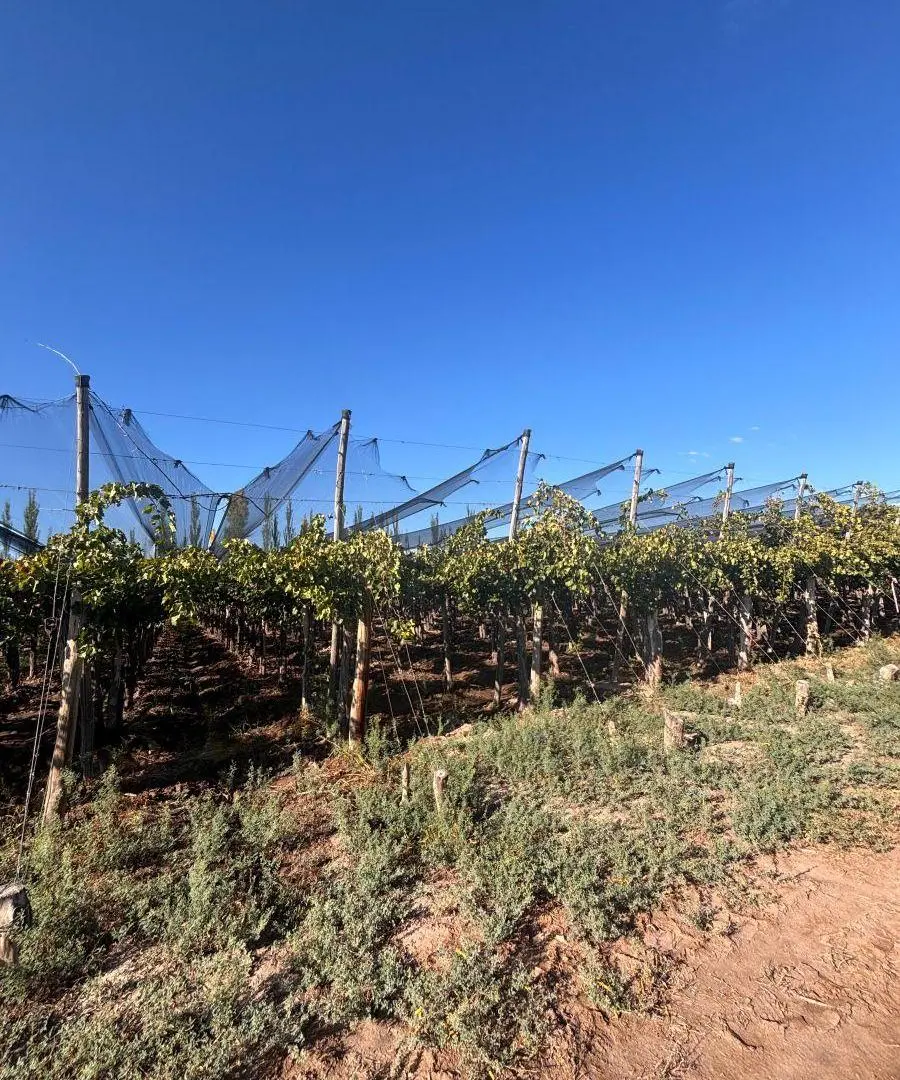 VENTA FINCA Nueva California calle Talavera San Martín Mendoza 4