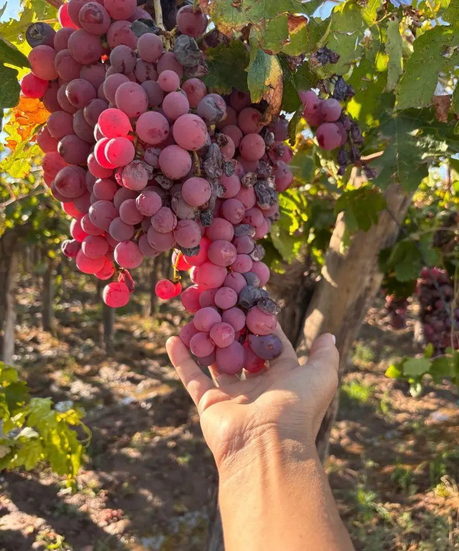 VENTA FINCA Nueva California calle Talavera San Martín Mendoza 5