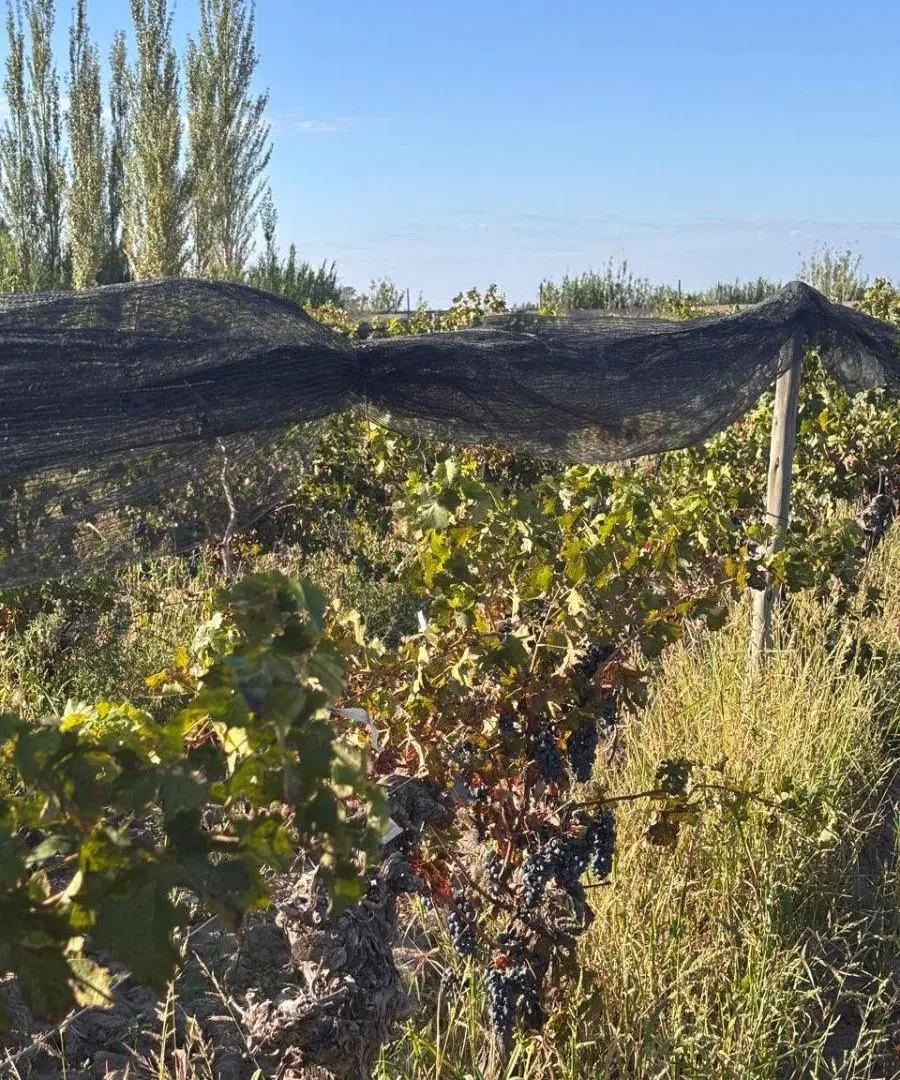 FINCA EN VENTA. NUEVA CALIFORNIA 4