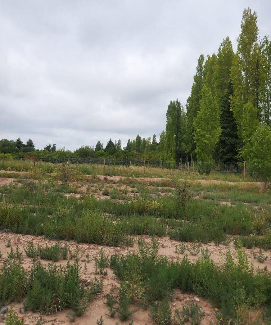 Foto de Terreno de 13.874 m² con Potencial de Barrio Privado | Vistalba, Luján, imagen 2