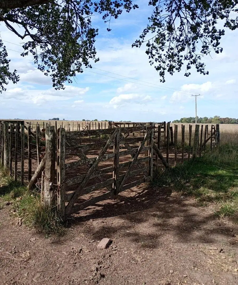Venta Campo Mixto en Comandante Giribone | Chascomús | 302 Has 2