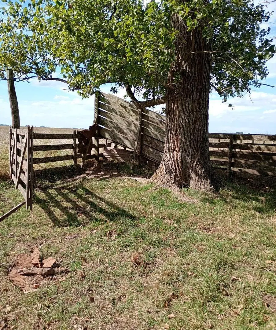 Venta Campo Mixto en Comandante Giribone | Chascomús | 302 Has 5
