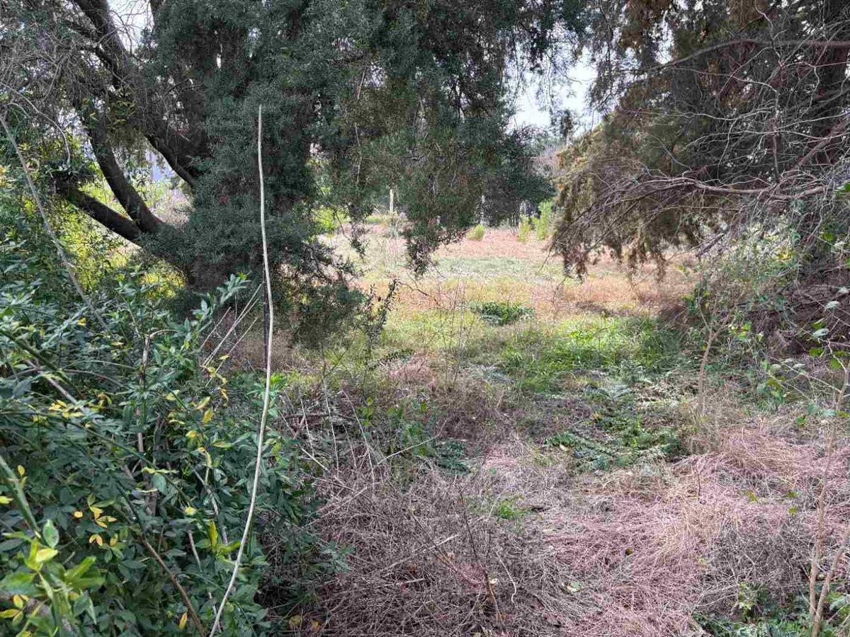 Foto de Lote en esquina 670 m2 arbolado, zona autódromo, imagen 3
