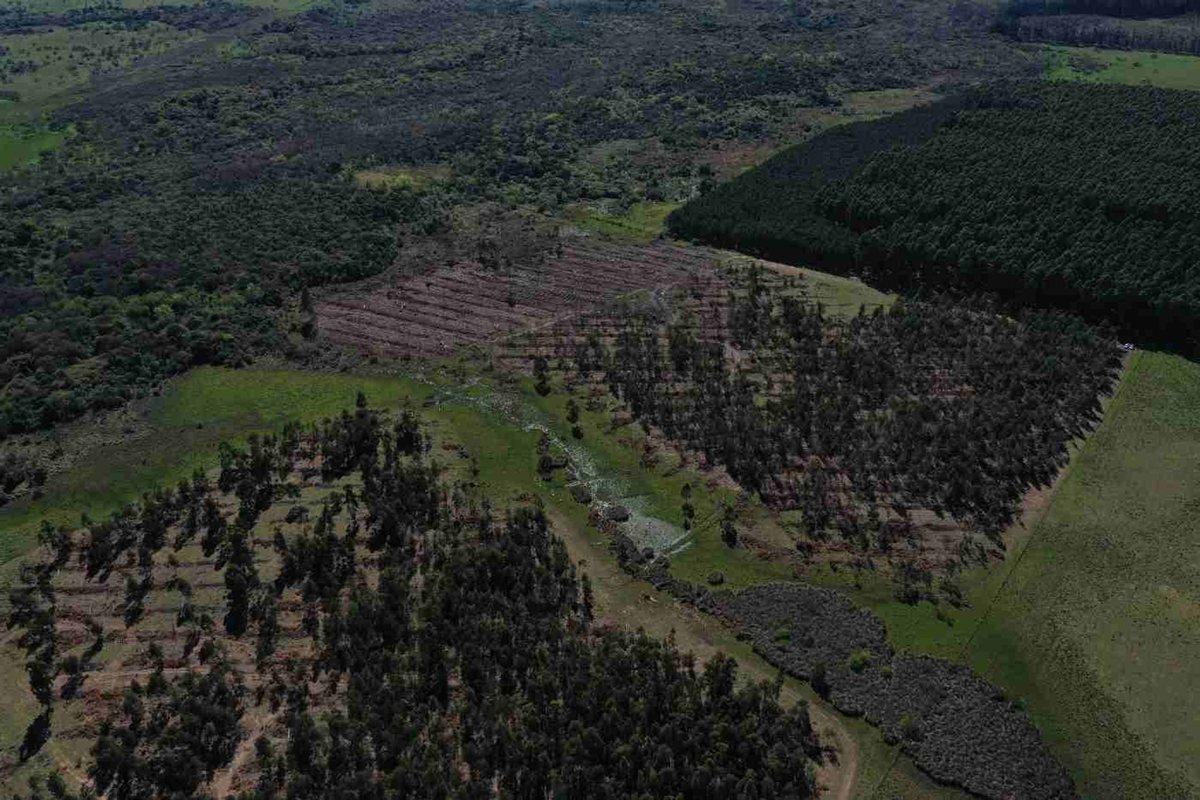 Foto de 60 Has de campo forestal en Concordia, imagen 3