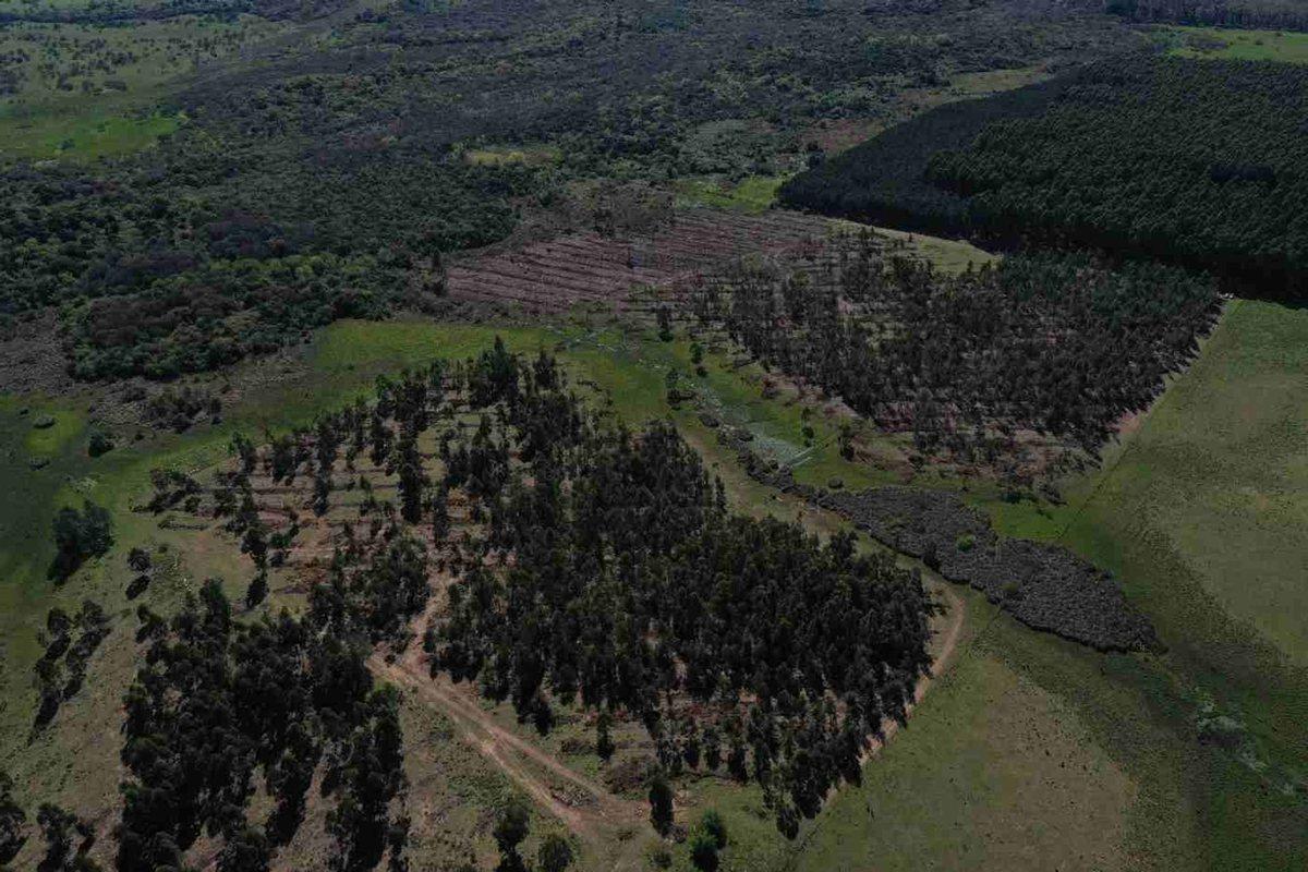 Foto de 60 Has de campo forestal en Concordia, imagen 2