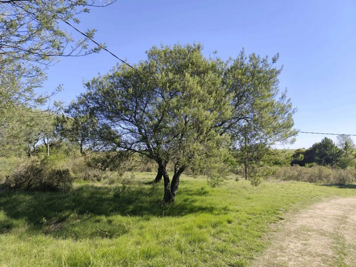 Terreno de Una Hectárea en El Ensueño - Los Aromos 5