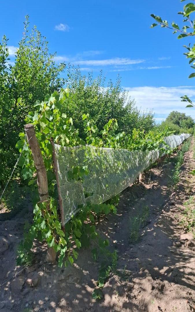 Finca en Calle Florida y Calle 3 - Cuadro Nacional