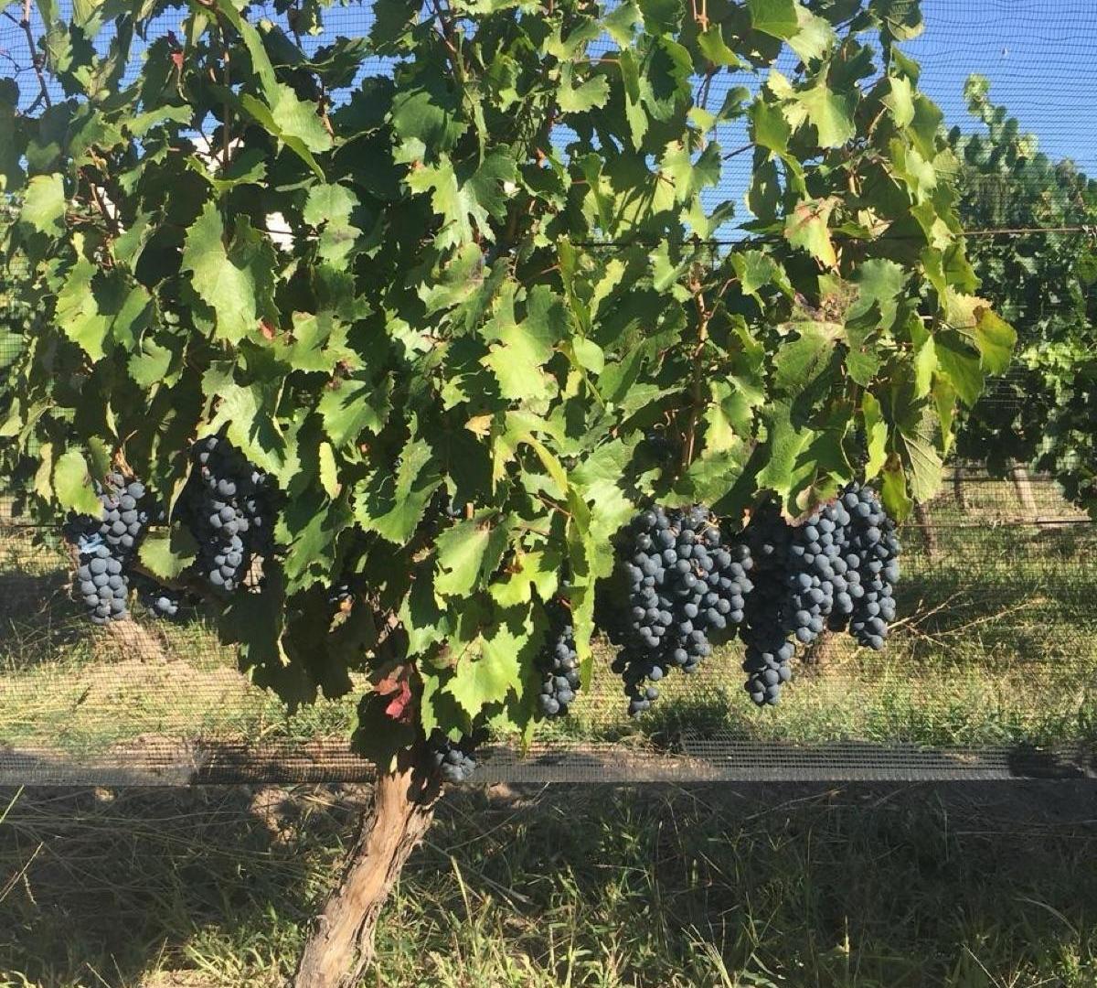 Foto de Bodega - Cuadro Nacional, imagen 3