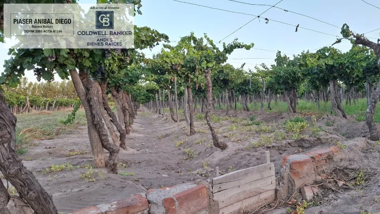 Finca en Producción 3