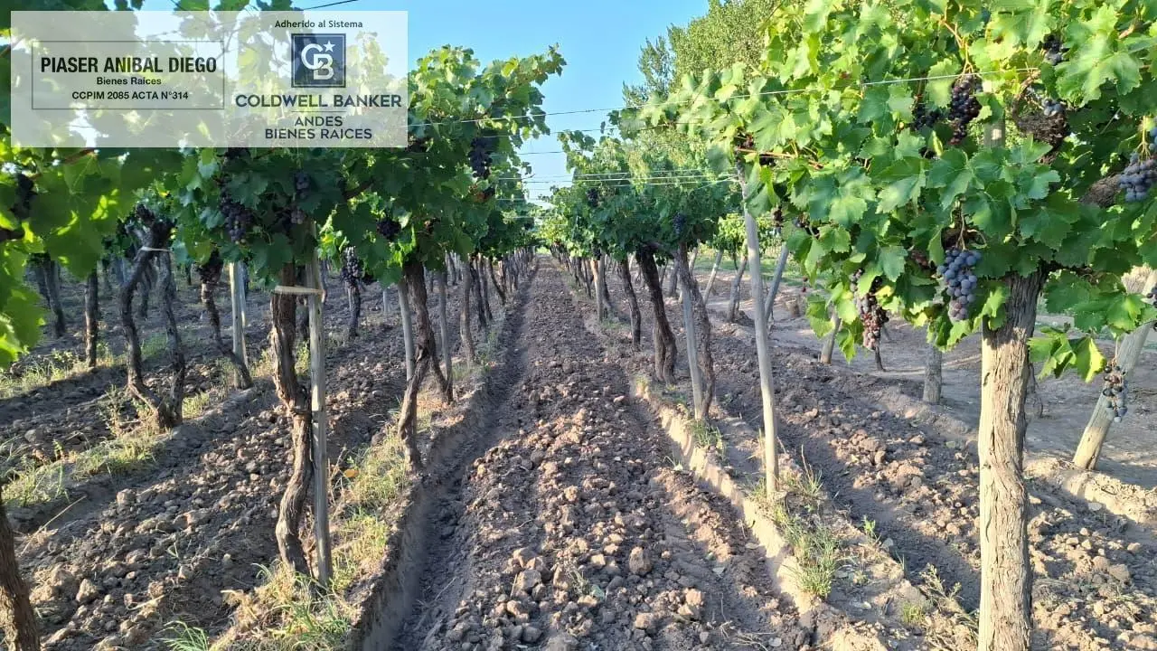 Finca en Producción 2