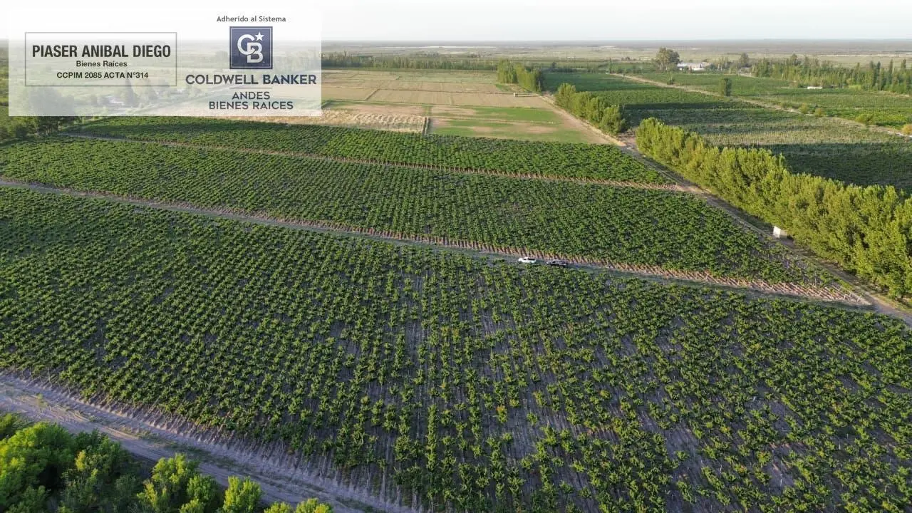 Finca en Producción 4