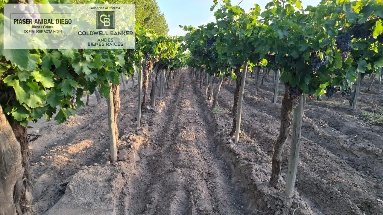 Finca en Producción 5