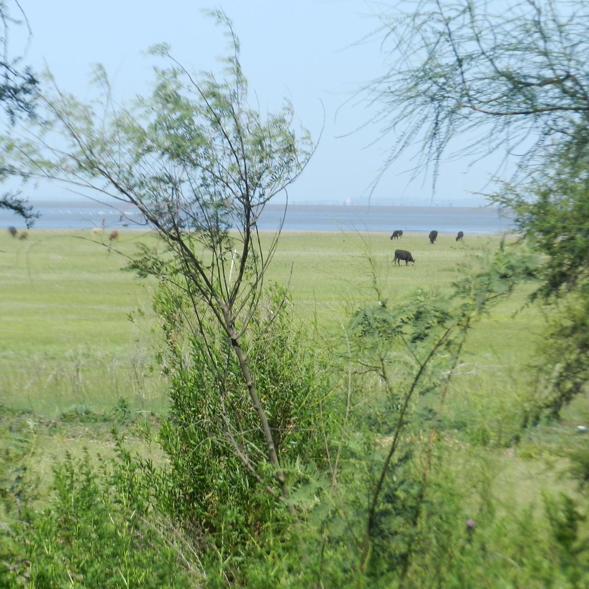 Venta Campo Coronda 47 Ha 3