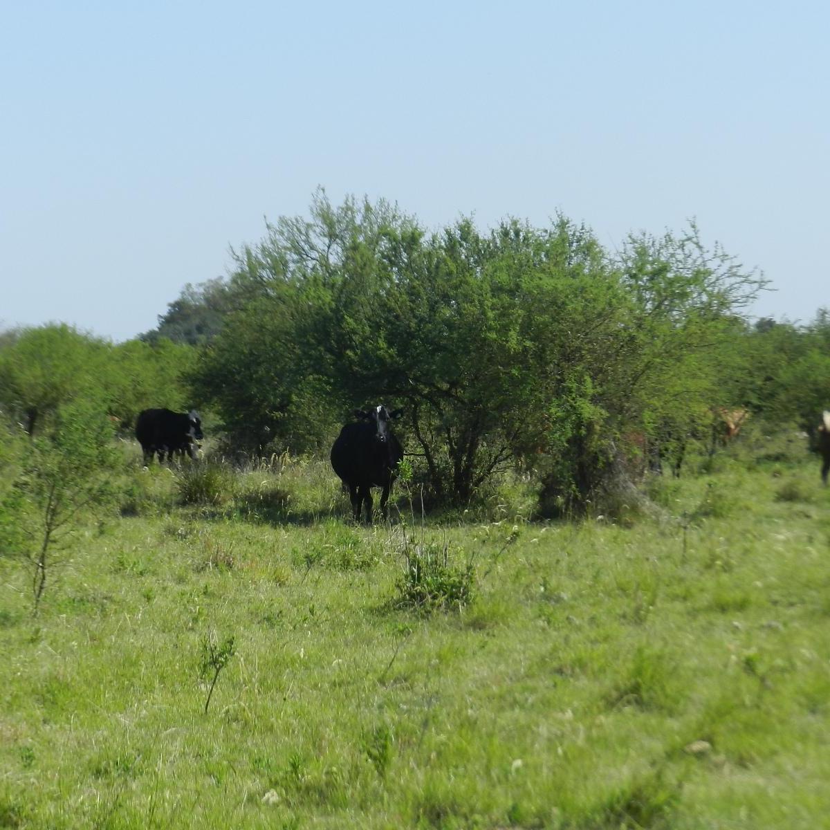Venta Campo Coronda 47 Ha 2