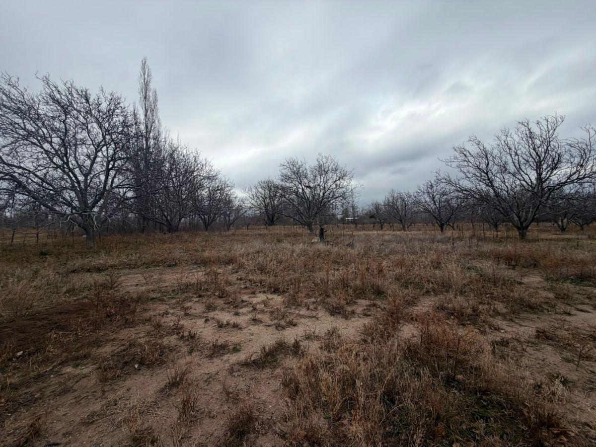 Foto de FINCA EN VENTA TUPUNGATO ( IDEAL LOTEO), imagen 3