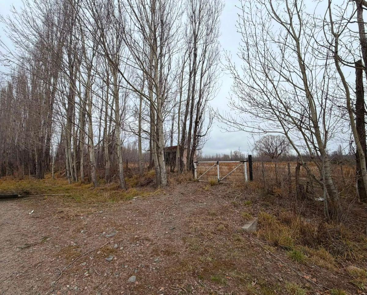 Foto de FINCA EN VENTA TUPUNGATO ( IDEAL LOTEO), imagen 4
