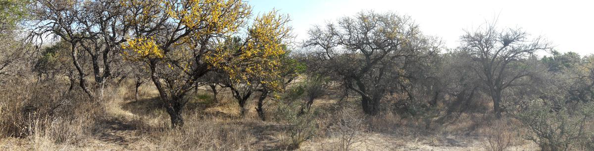 Foto de Terreno - Cortaderas, imagen 2
