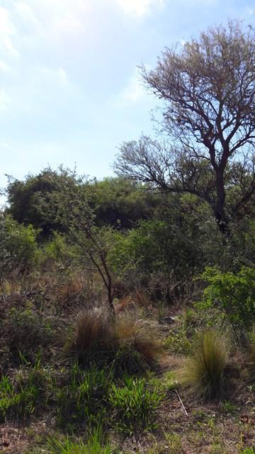 Terreno - Carpinteria