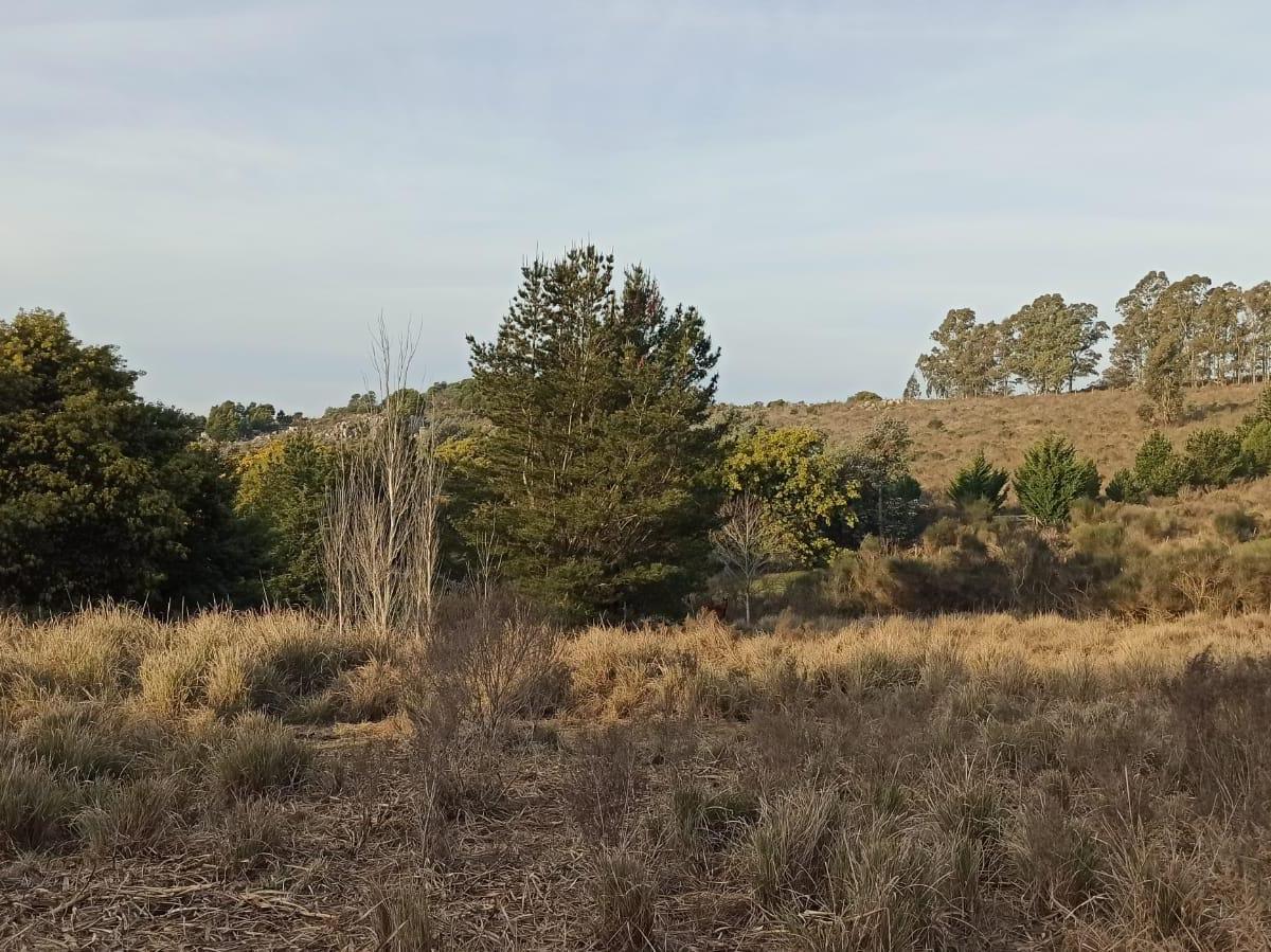 Hectarea Forestada en Sierra del Tigre 2
