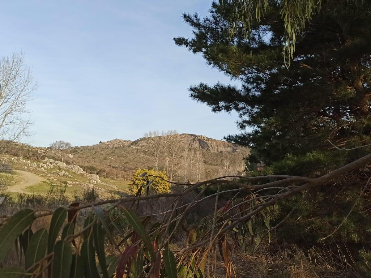 Hectarea Forestada en Sierra del Tigre 4