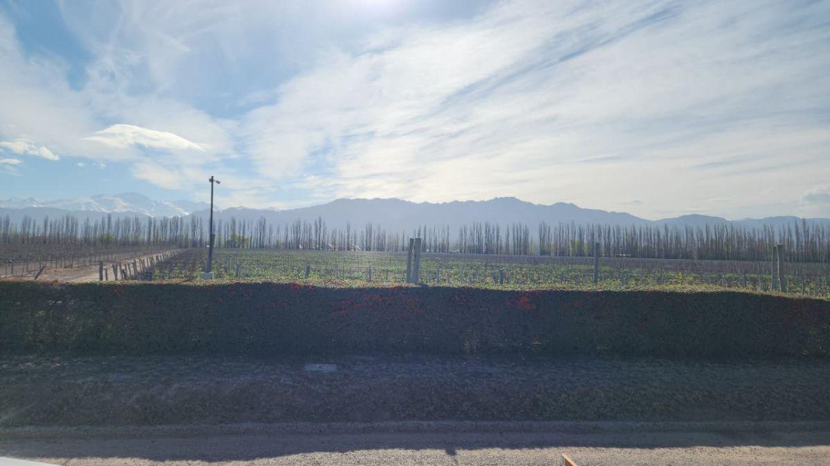 Foto de Terreno en venta en Vistalba, imagen 5