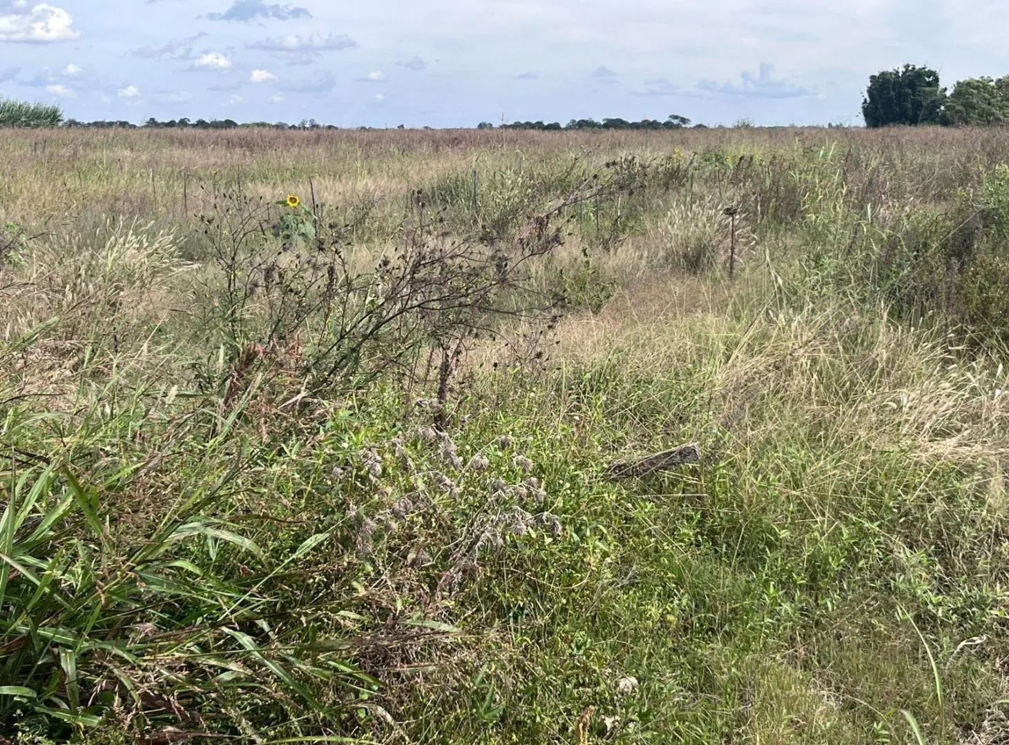 Campo en Esperanza 3