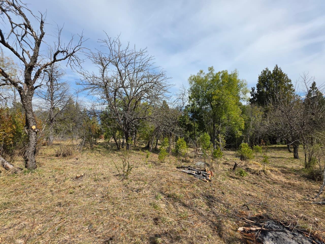 Foto de Media Hectarea con bosque nativo en Las Golondrinas, Chubut, imagen 4