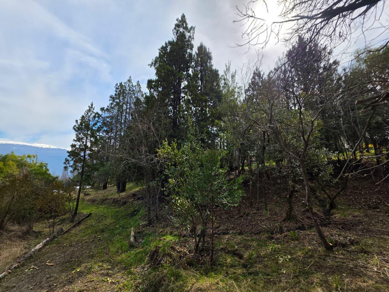 Foto de Media Hectarea con bosque nativo en Las Golondrinas, Chubut, imagen 5