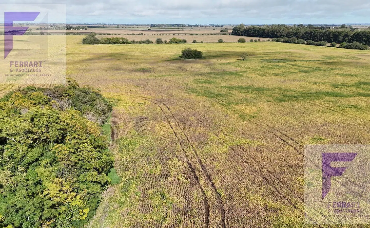 Venta de Campo 77 hectáreas, Baradero, Provincia de Buenos Aires, productivo agrícola 5