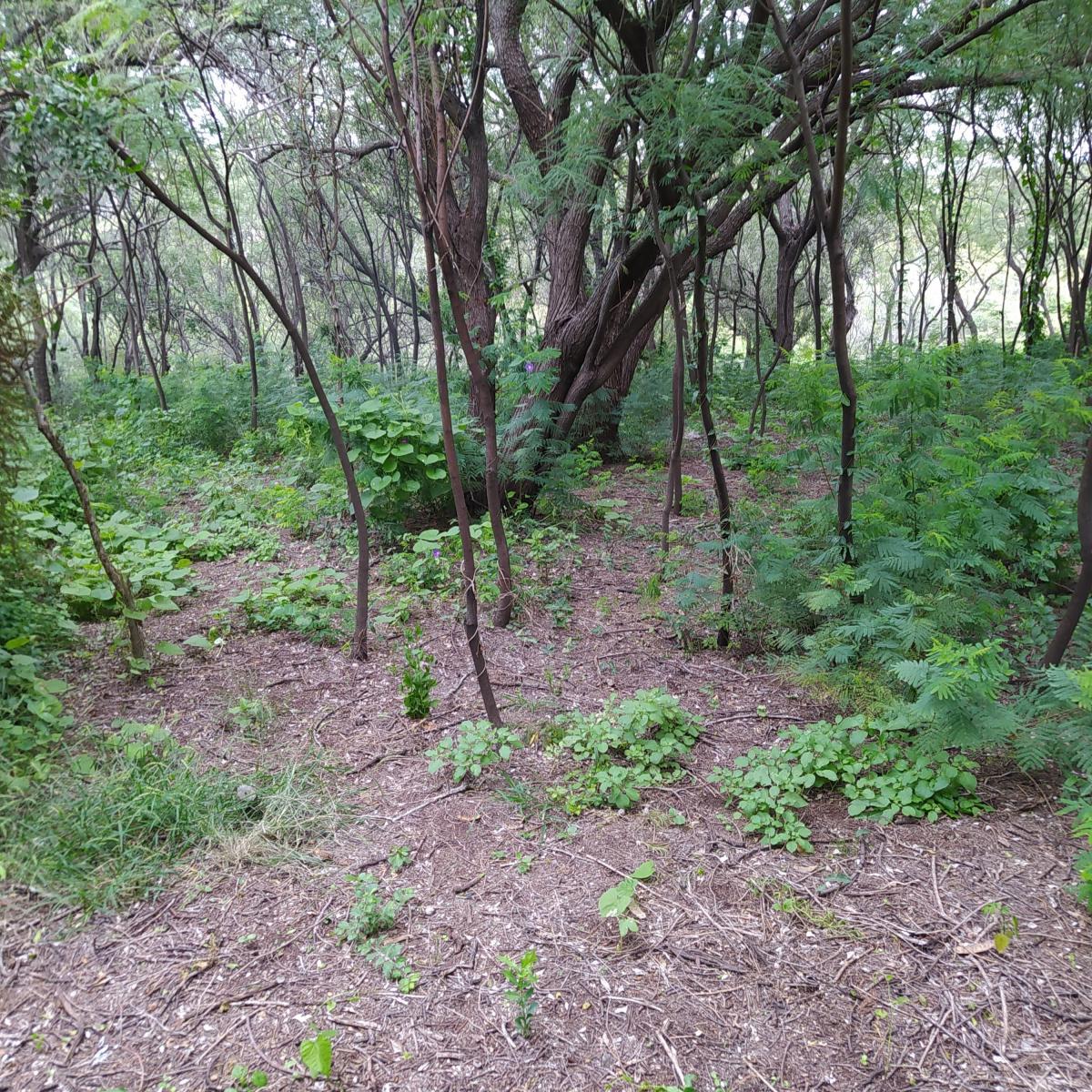 Terreno Centrico 2