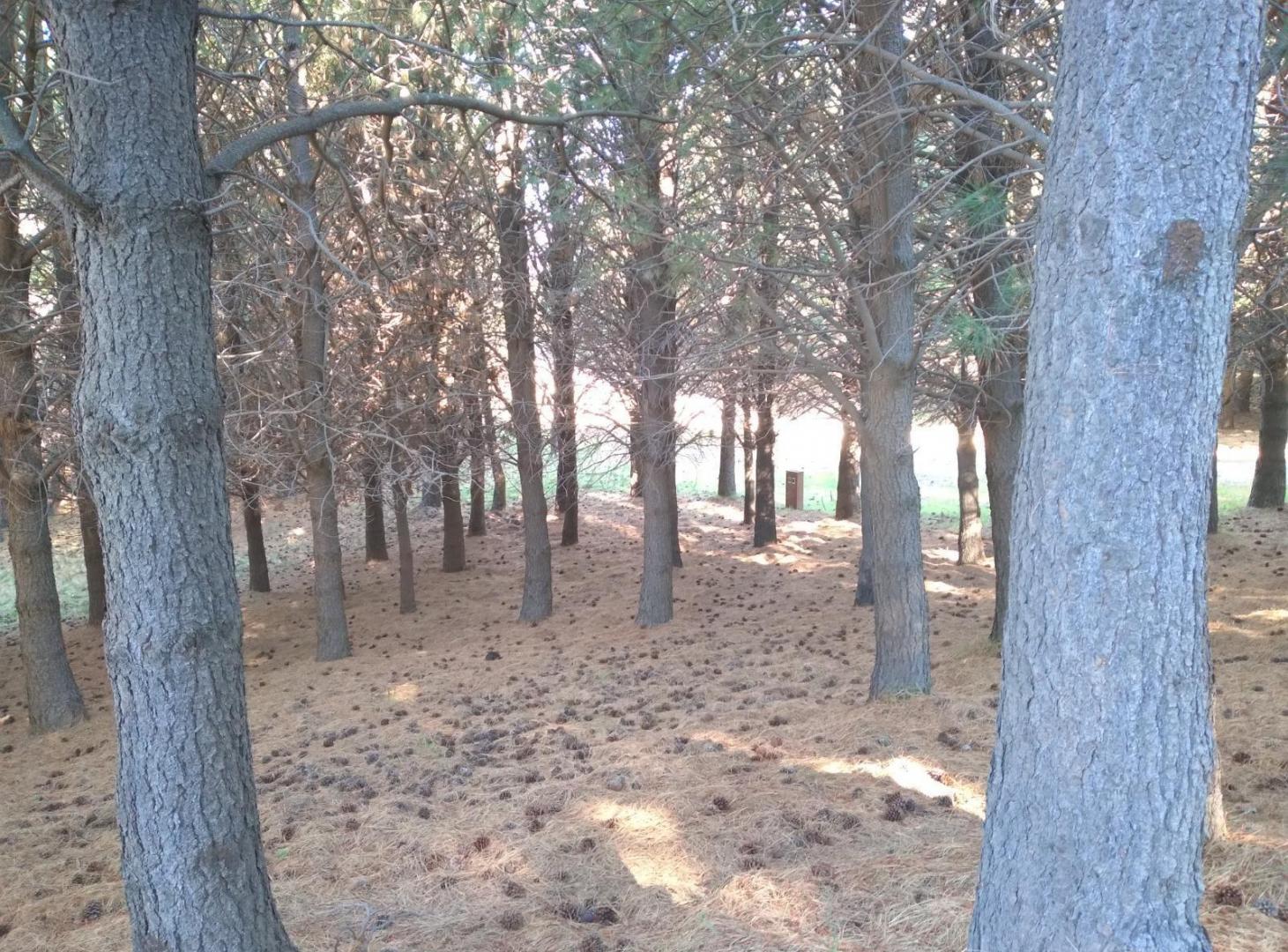 Foto de Terreno en Junin De Los Andes, imagen 5
