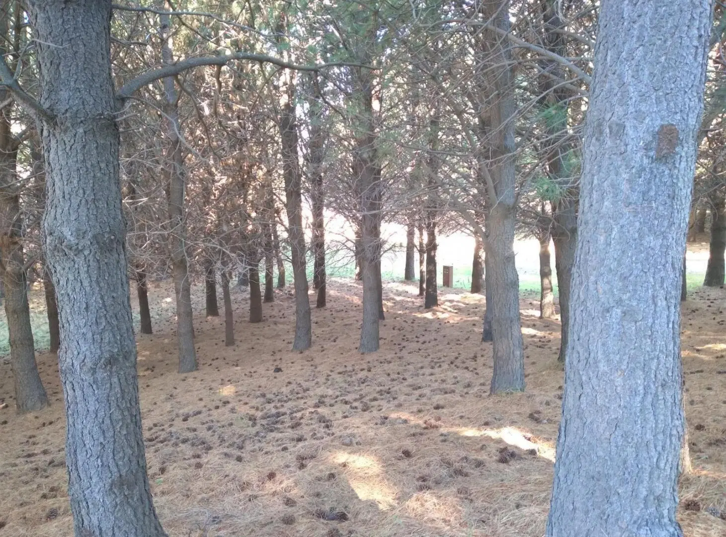 Terreno en Junin De Los Andes 5