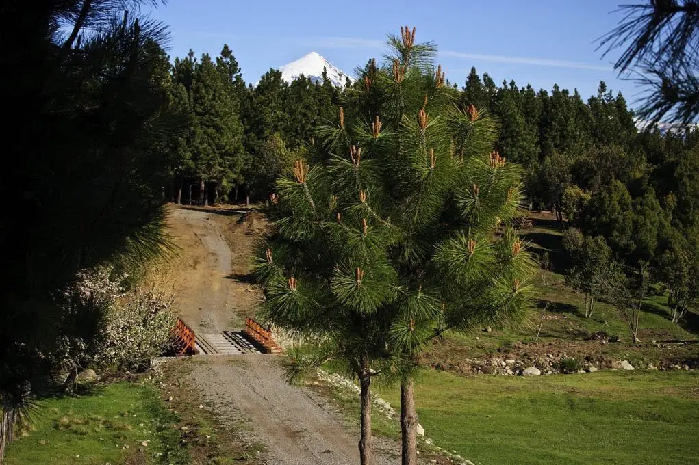 Terreno en Junin De Los Andes 3