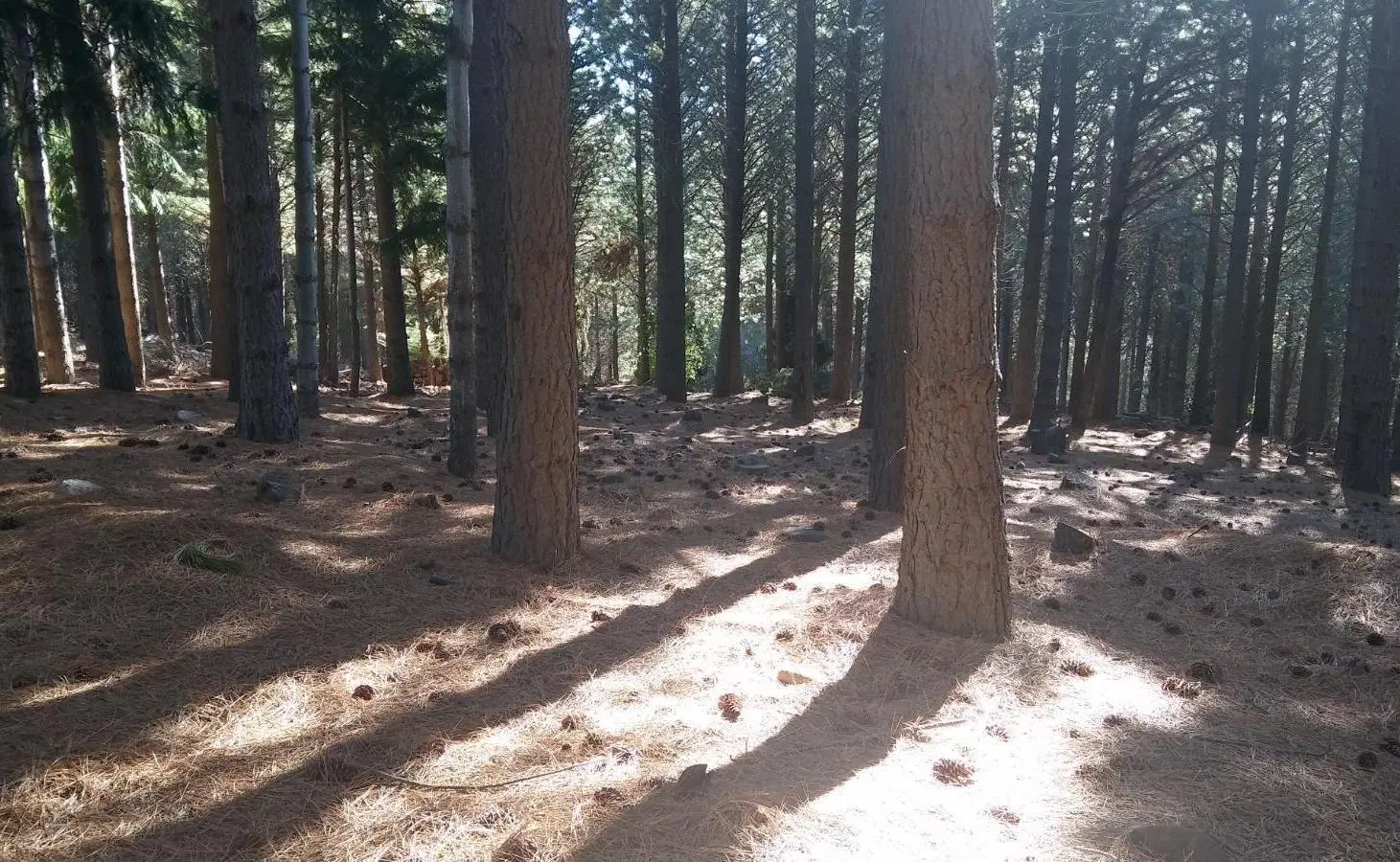 Terreno en La Jauría 4