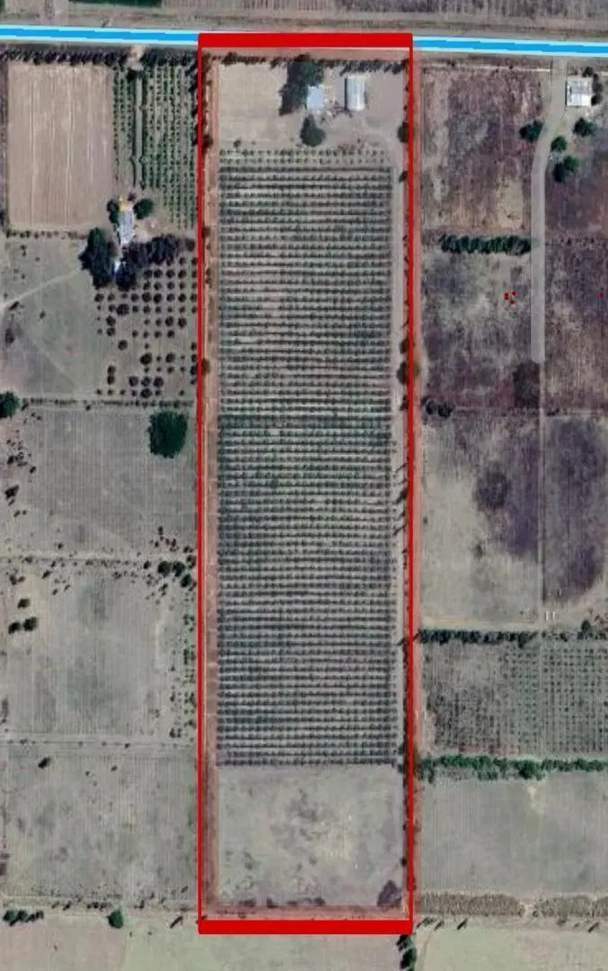 Finca de Ciruelas, General Alvear, Mendoza. 3