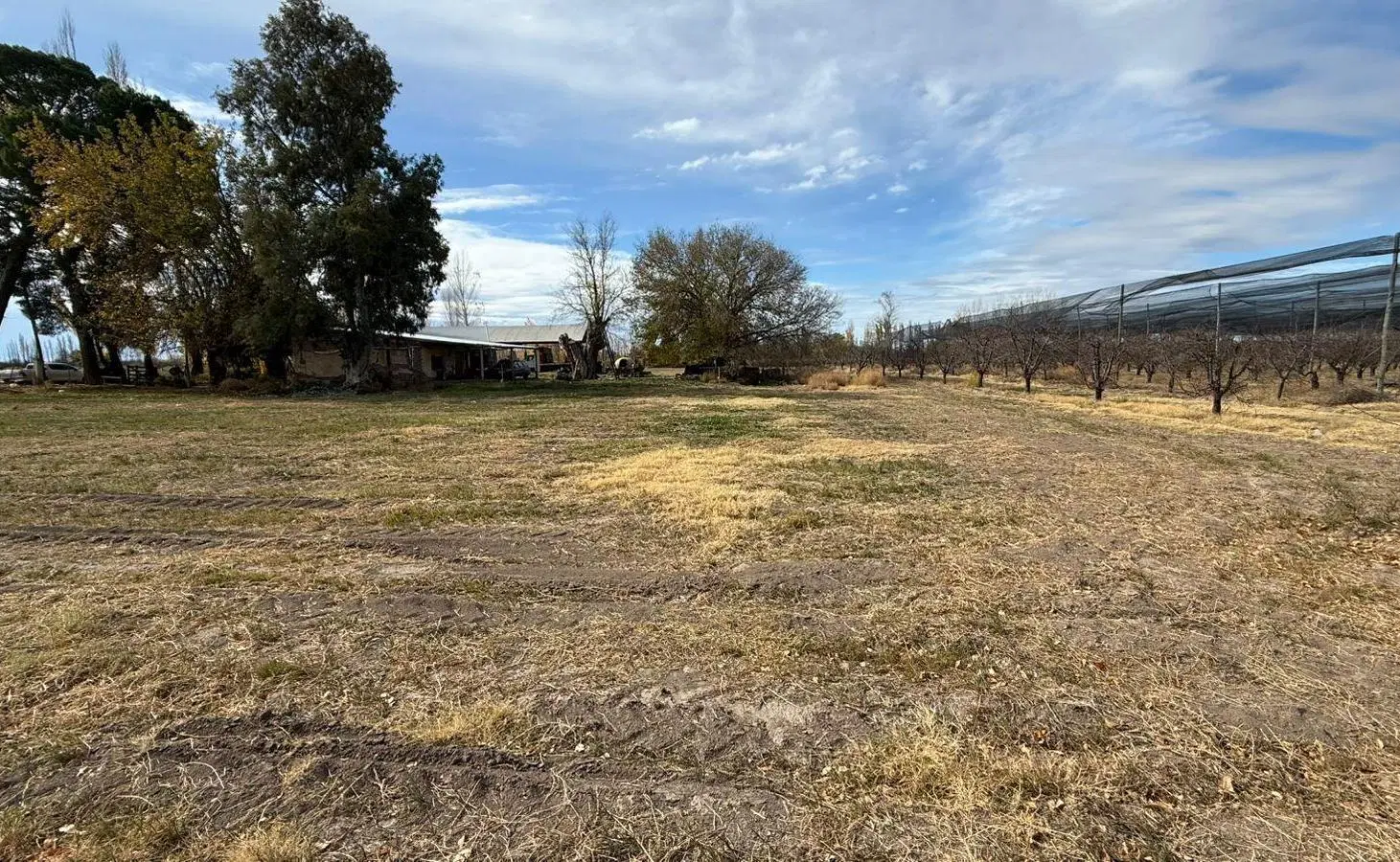 Finca de Ciruelas, General Alvear, Mendoza. 4