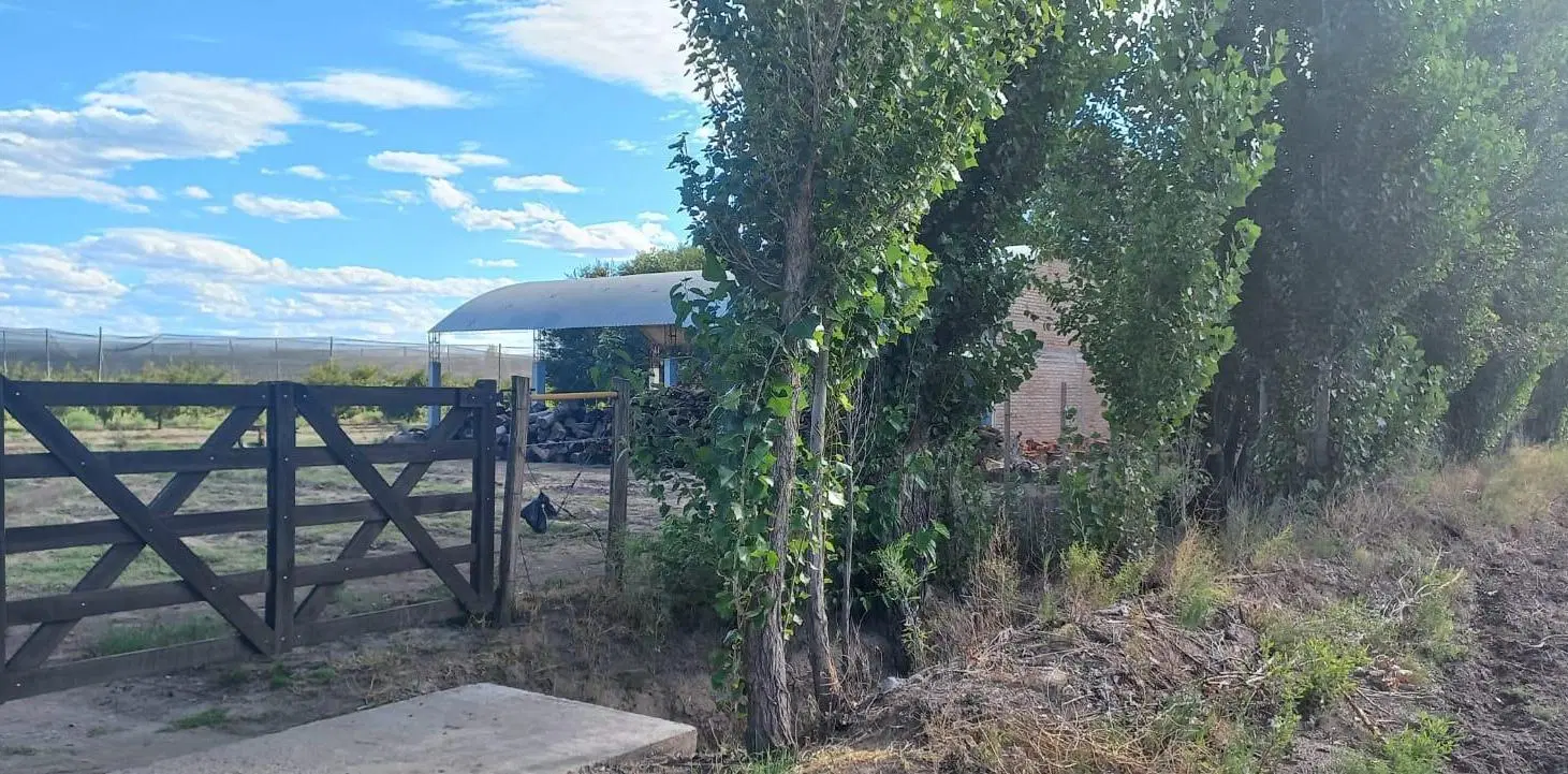Finca de Ciruelas, General Alvear, Mendoza. 5