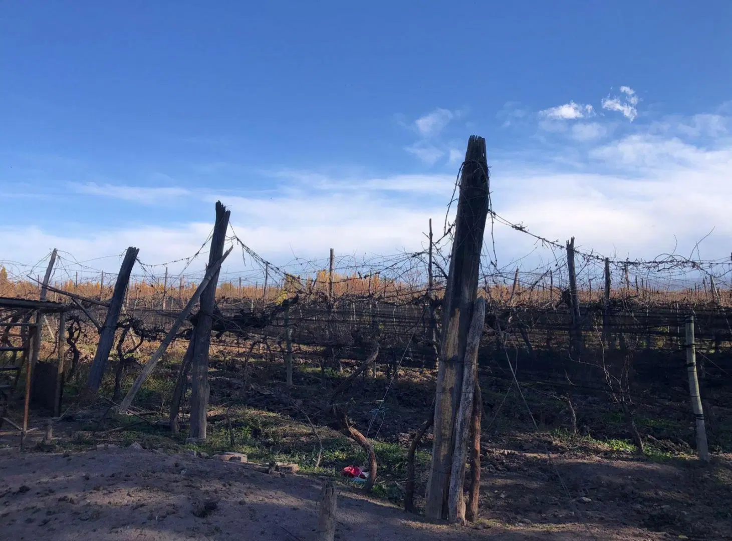 Finca en Agrelo 4