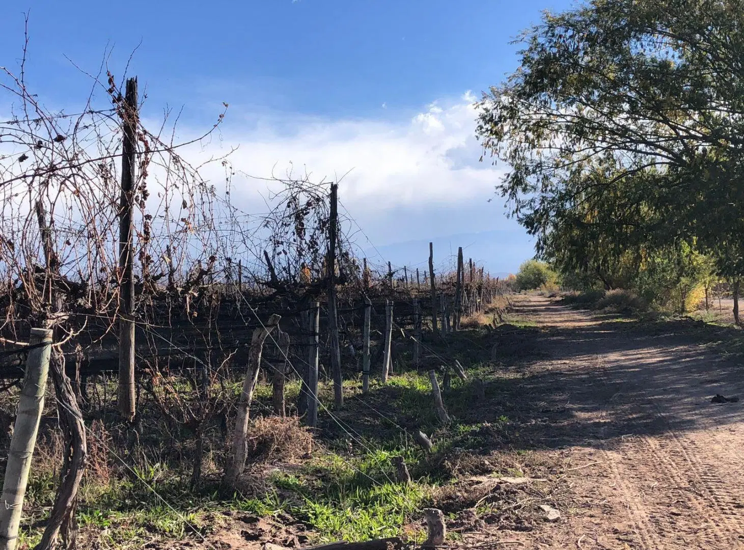 Finca en Agrelo 3