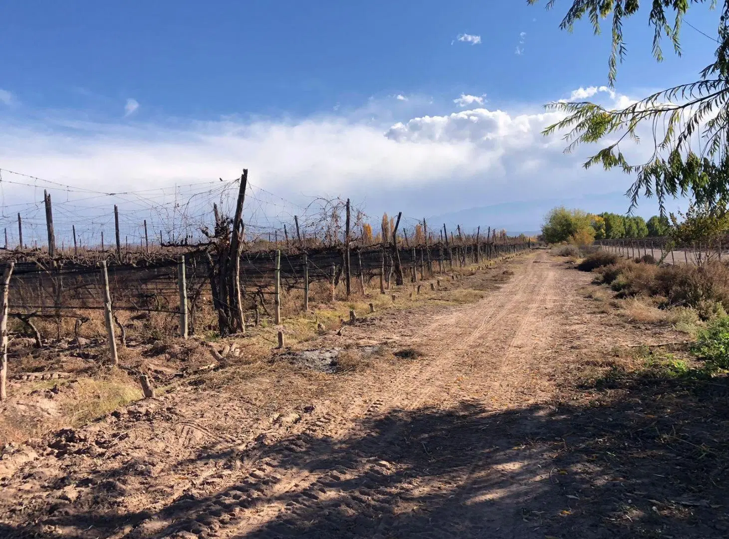 Finca en Agrelo 2