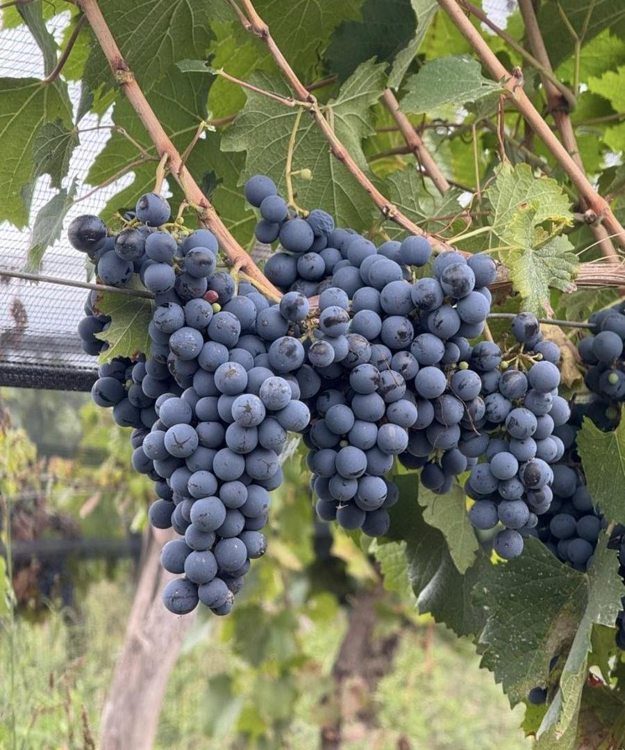 Foto de Finca Agrelo 5,3 Hectáreas, imagen 5