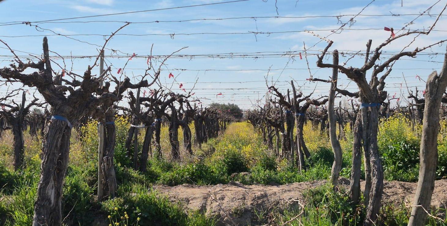 Foto de Lotes 1 Ha Finca Junin, imagen 2