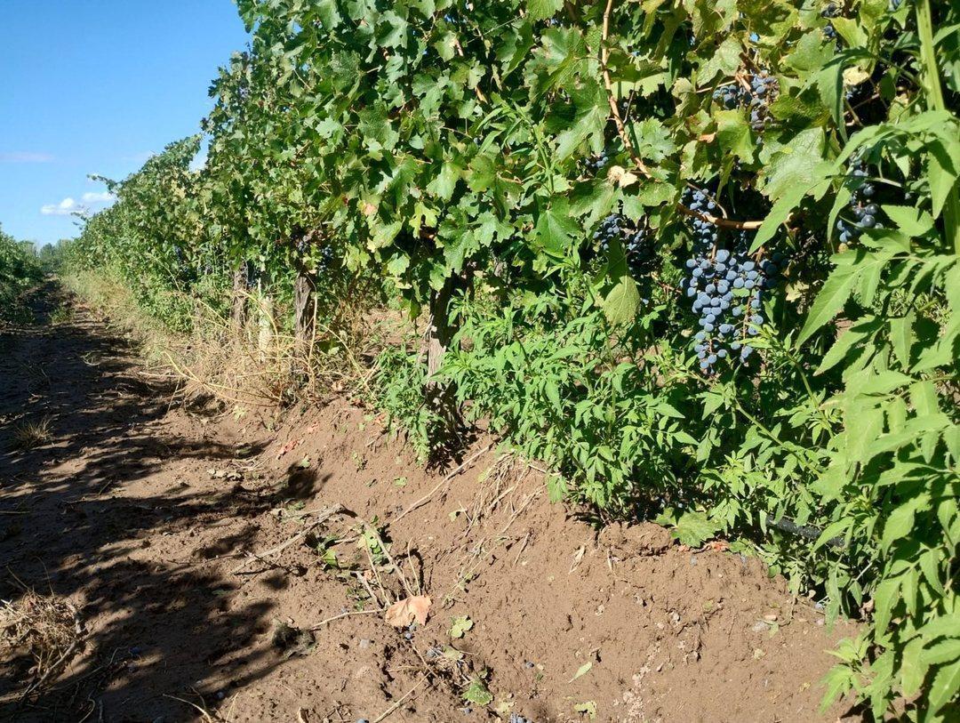 Foto de Finca en venta en Ruta 40, Ugarteche, imagen 2