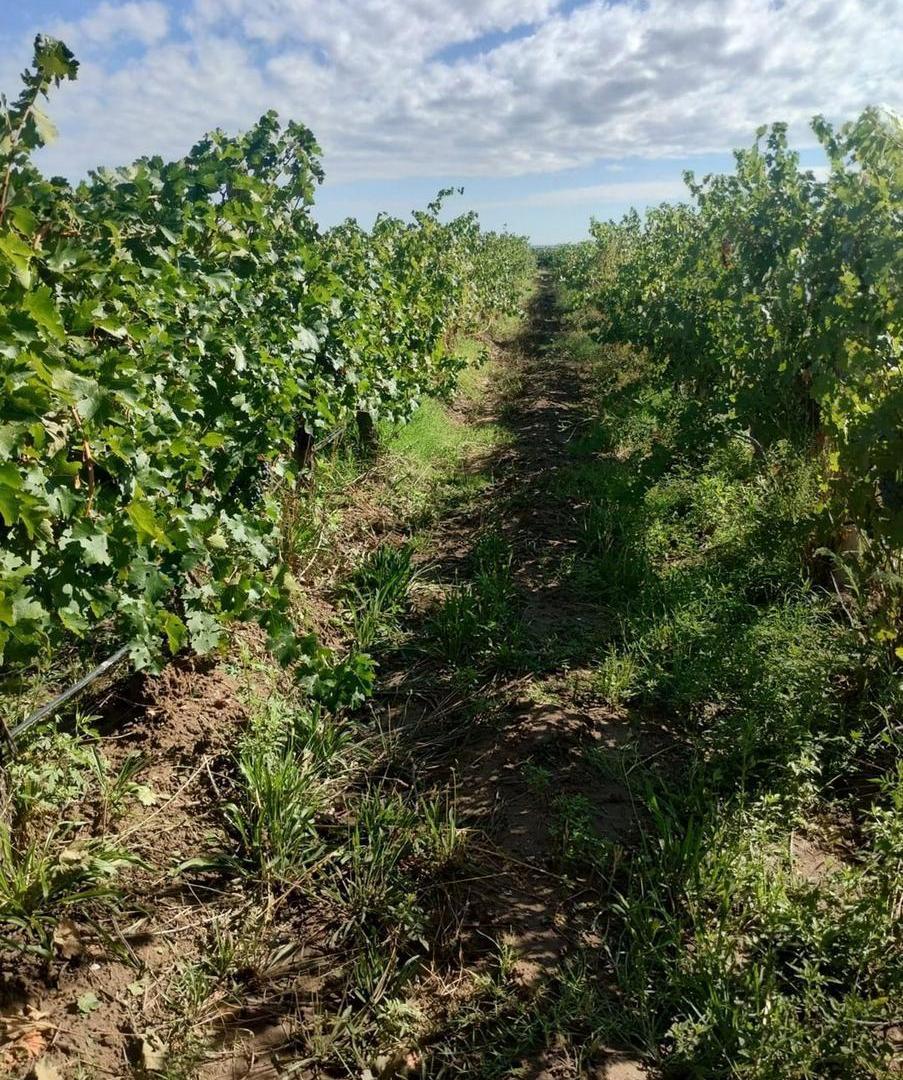 Foto de Finca en venta en Ruta 40, Ugarteche, imagen 5