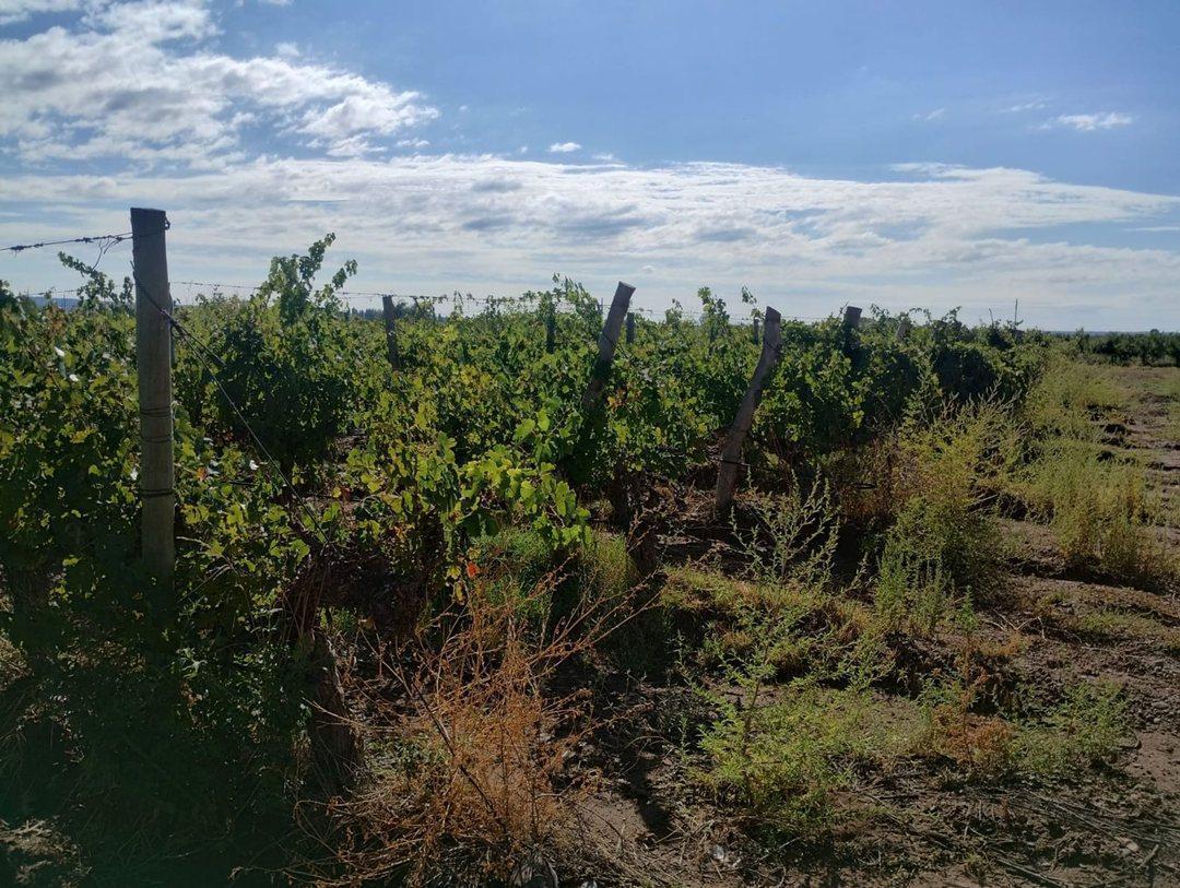 Foto de Finca en venta en Ruta 40, Ugarteche, imagen 4
